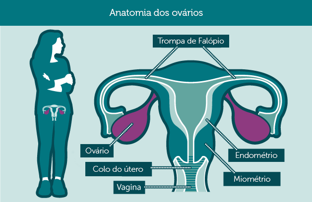 anatomy_ovaries